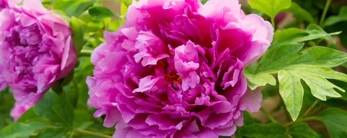 Peonies in a West Chester garden