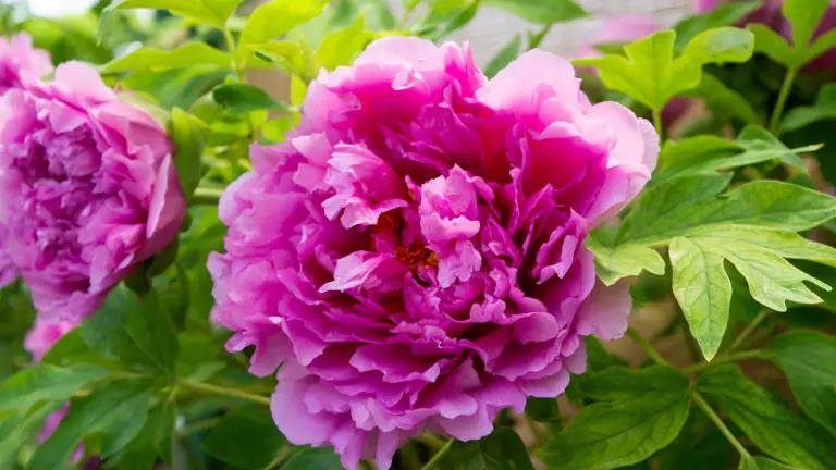 Peonies in a West Chester garden