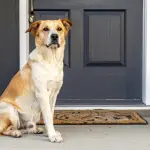 Dog in front of a home in West Chester