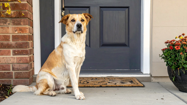 Dog in front of a home in West Chester
